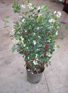 Confederate Jasmine Vine
