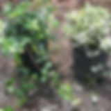 Jasmine Minima (Asiatic)