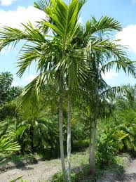 Alexander Palm