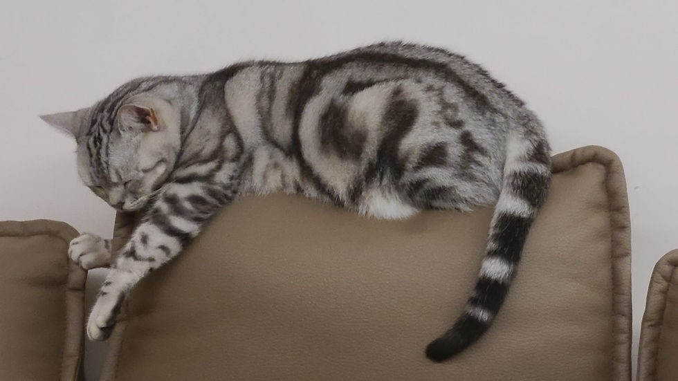 主角:  威威  Hero: Wai Wai