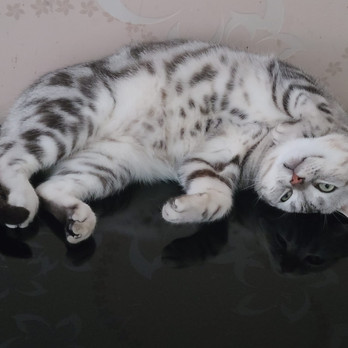 Eddy Lo Cat 201.jpeg