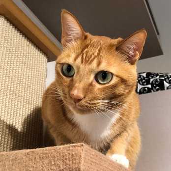 Bonnie Wong Cat 203.jpeg