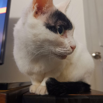 Ronnie Cat 201.jpeg