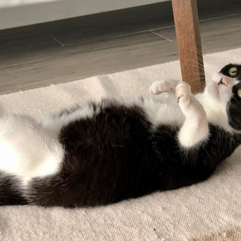 Bonnie Wong Cat 201.jpeg