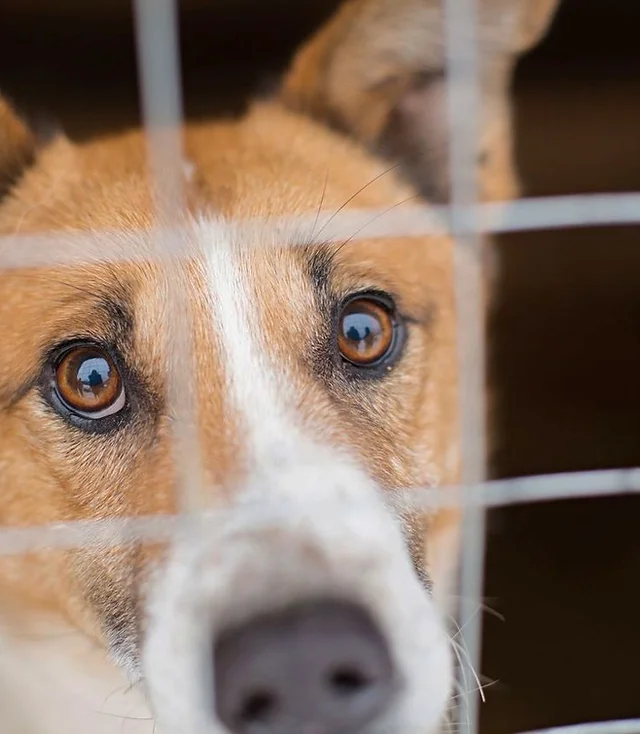 Pets In Turkey Animal Rescue