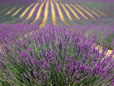 Esplorando la Magia dei Campi di Lavanda nel Nostro Nuovo Video - Monfreedom