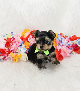 Little Ollie_edited.jpg