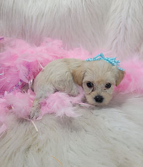 Female yorkipoo.jpg