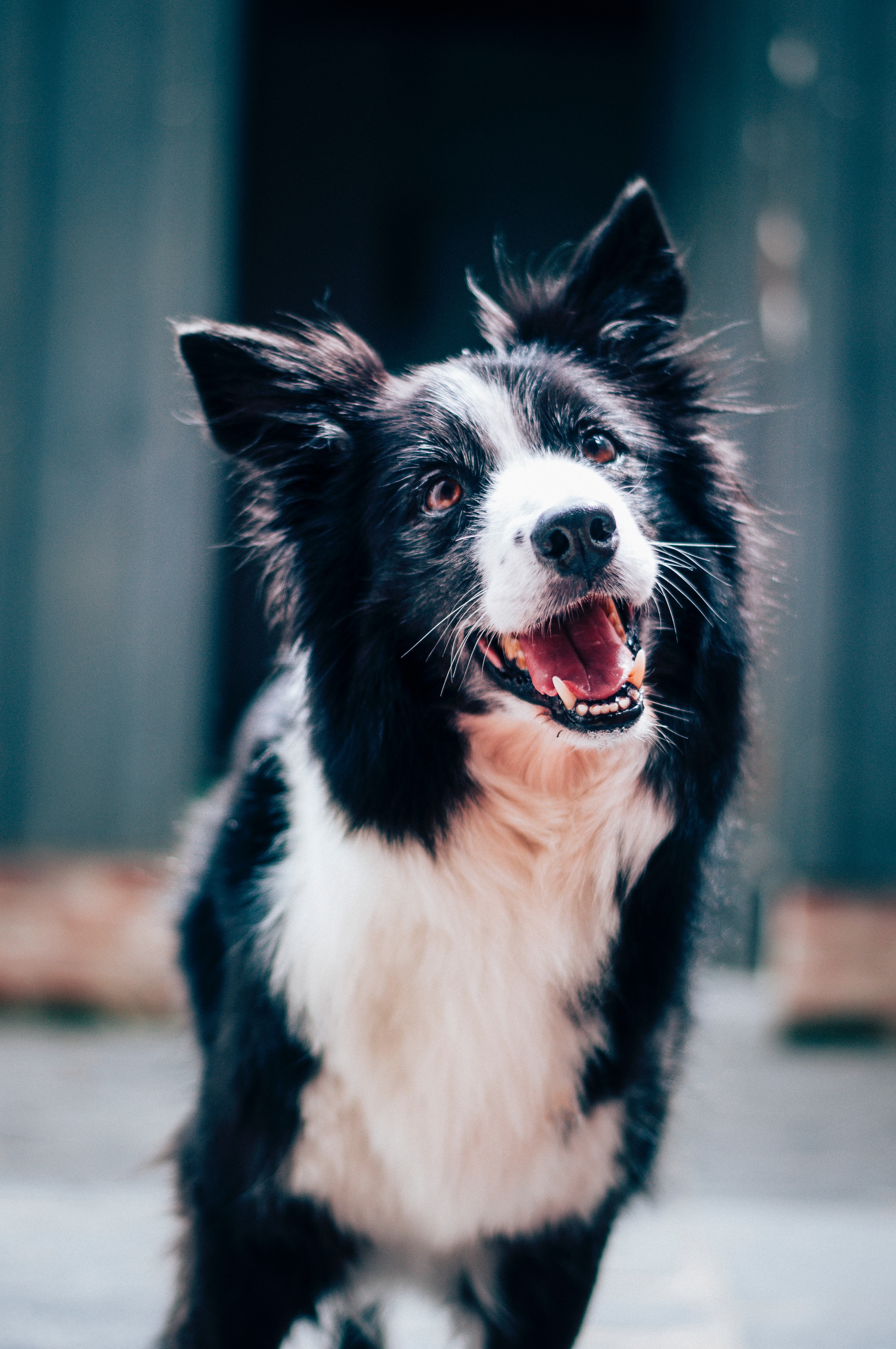 Chien heureux