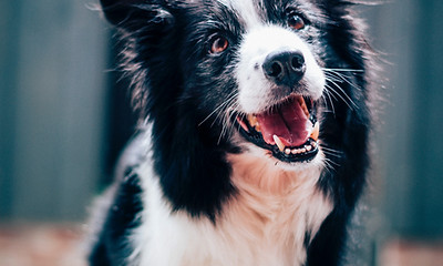 Cachorro feliz