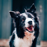 Happy Dog