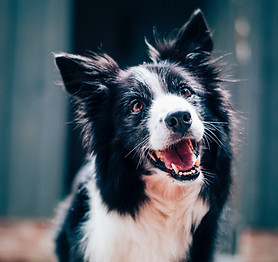Happy Dog