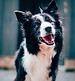Happy Dog