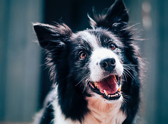 Happy Dog