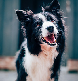 Happy Dog