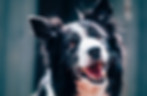 Happy Dog