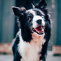 Chien heureux