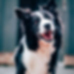 Chien heureux