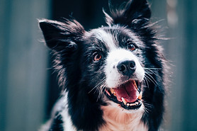 Happy Dog