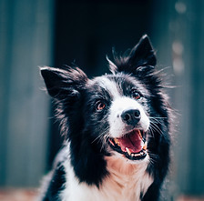 Happy Dog