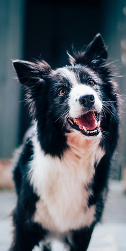 Happy Dog