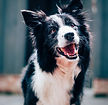 Happy Border Collie