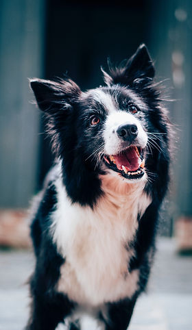 Happy Border Collie