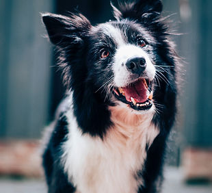 Happy Dog