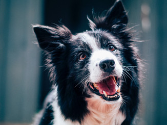 Happy Dog