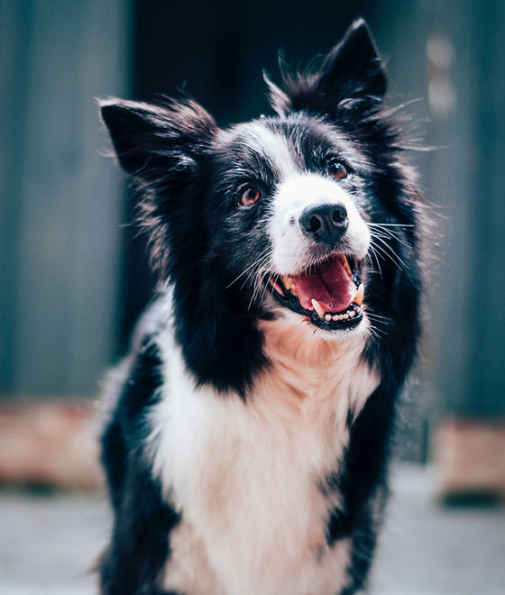 Happy Dog