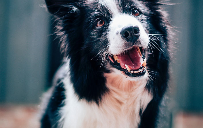 dog with clean teeth