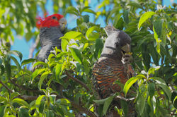 Gang Gang Cockatoos