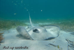 Smooth Stingray