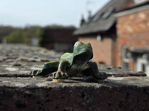 Your next FREE day out in Tunbridge Wells 🐸