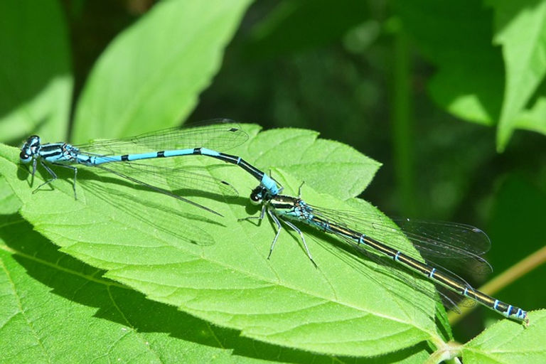 Libellen auf Blatt