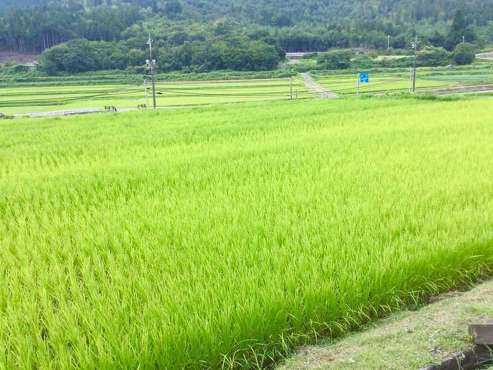 BF9605BD-F348-43FA-837A-142EC83BCF21.jpeg