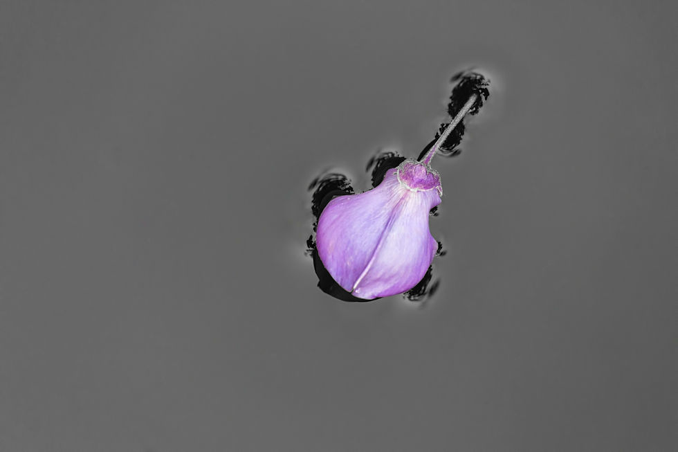 flower petal fallen on a pond