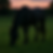 A black horse peacefully grazes on lush grass as the evening sky glows with warm hues.