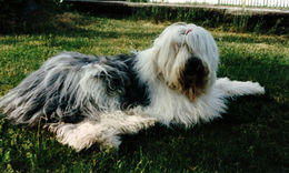 Ronja_scannad60.jpg