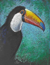 toucan 1.jpg