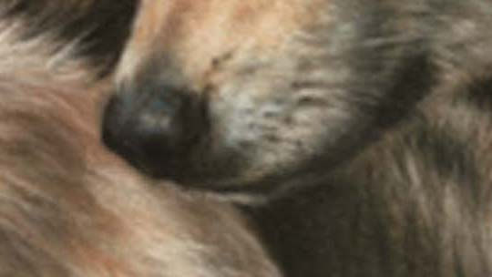 Thumbnail: Chewing it Over- Original Wolf in Pastel
