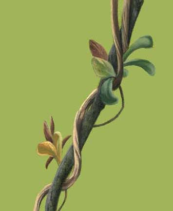 Thumbnail: 'The Joys of Spring' Open Edition Robin Print