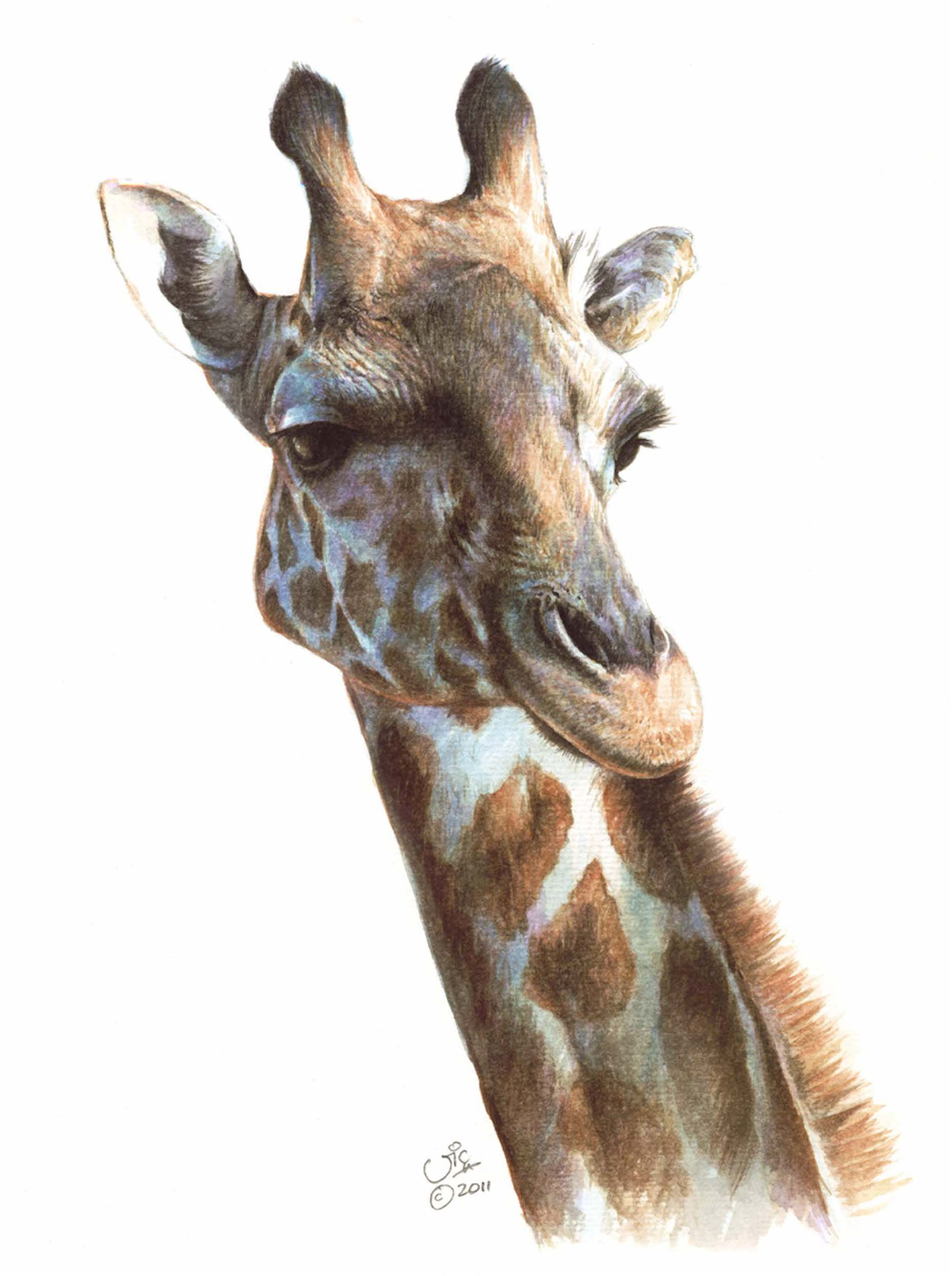 'TWIGA' OPEN EDITION GIRAFFE PRINT