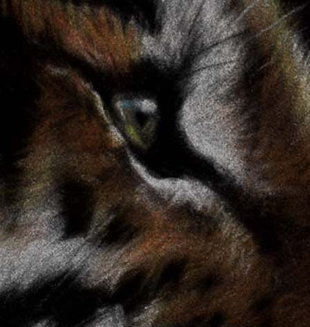 Thumbnail: 'BURNING BRIGHT' LIMITED EDITION TIGER PRINT