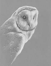 Barn Owl Web Label.jpg