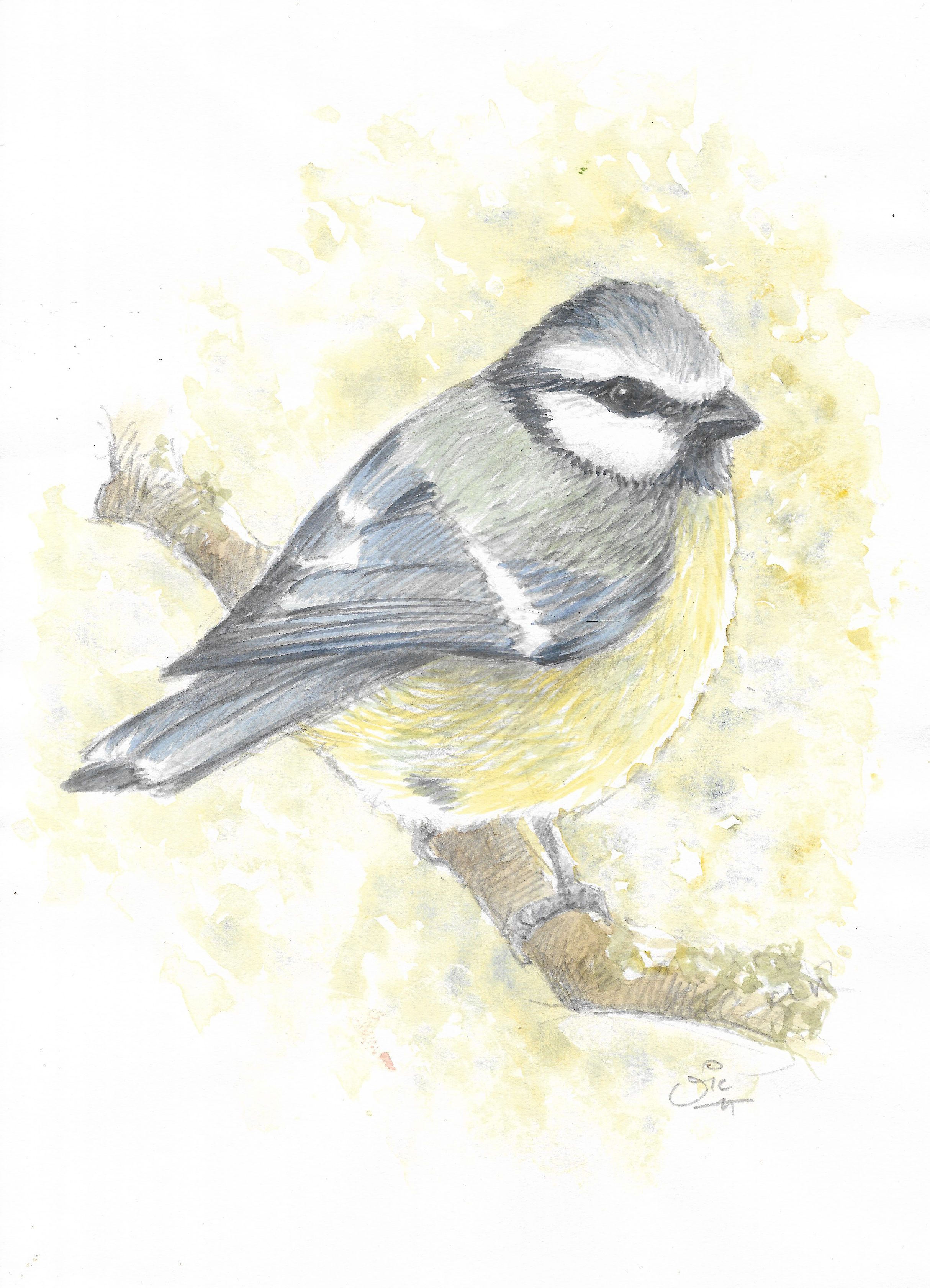 Blue tit in Watercolour - Original Painting