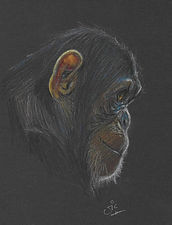 Chimp Drawing 1.jpg