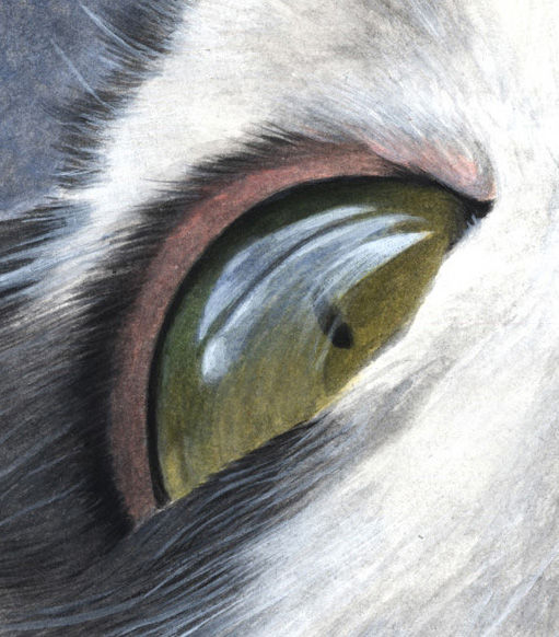 Thumbnail: 'OSCAR WILDECAT' OPEN EDITION CAT PRINT