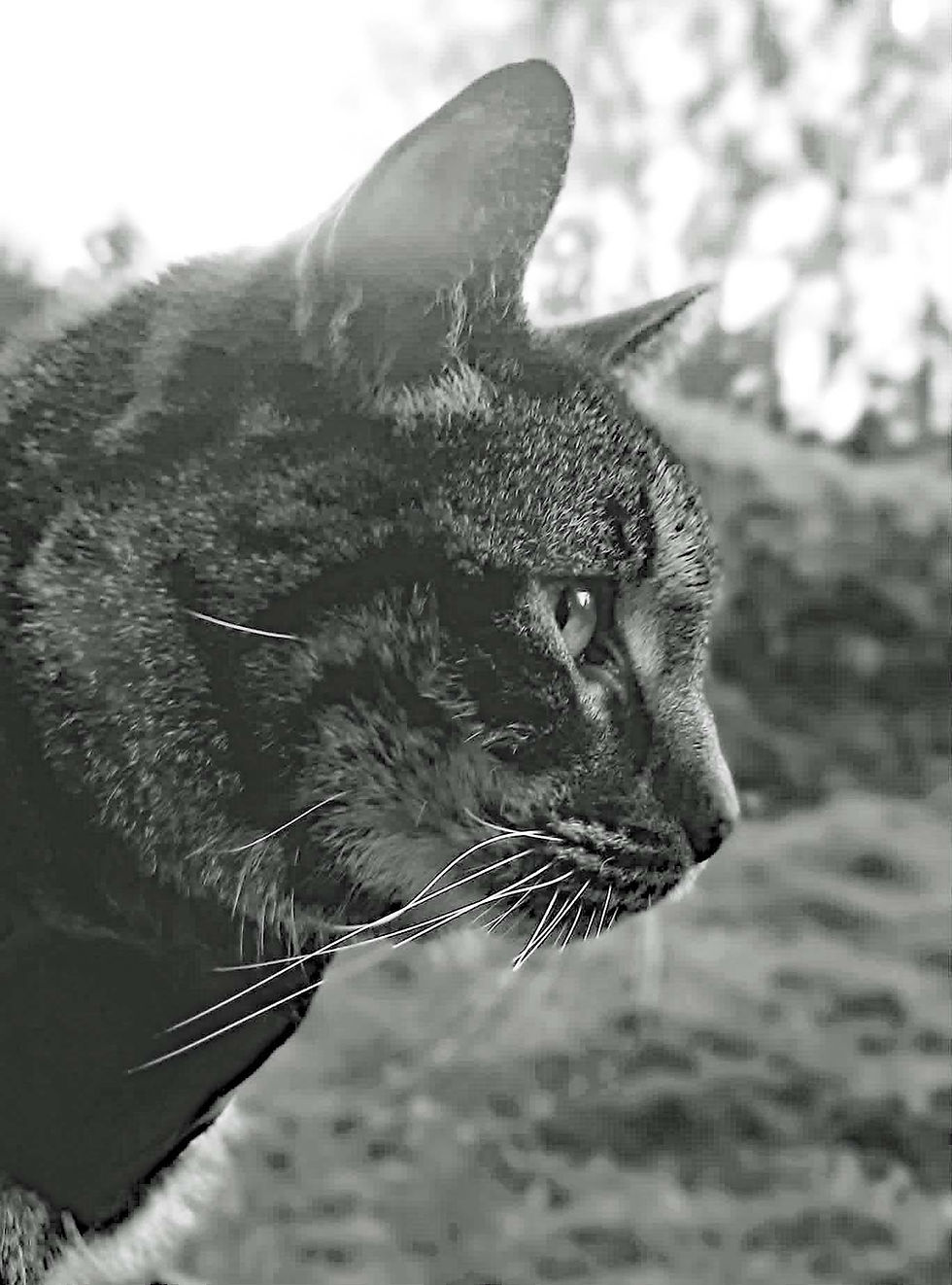 Thumbnail: Sketching Cats Course Kit - Live Zoom Course