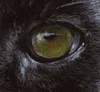 Thumbnail: 'BLACK VELVET' LIMITED EDITION BLACK LEOPARD PRINT